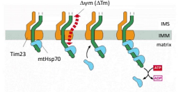 <p>The idea that each time a sufficiently long piece of the protein enters the matrix, a molecule of mtHSP70 binds to it in an ATP dependent manner in effect, using a hand over hand method of pulling the protein through the pore. </p>