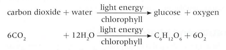 green plants convert light energy into chemical energy