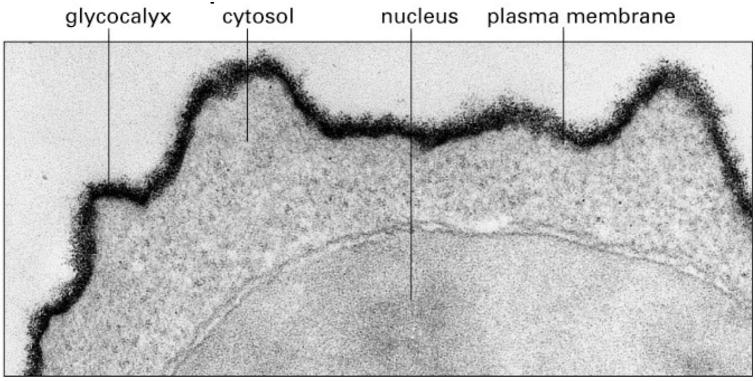 <p>carbohydrates</p>