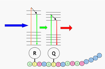 <ul><li><p>aka FRET ; basis behind most probe technologies</p></li><li><p><span>Reporter (R) absorbs light (blue) and fluoresces (green)</span></p></li><li><p><span>Emitted green light is absorbed by the Quencher (Q)</span></p></li><li><p><span>Quencher then emits light of still longer wavelength (red)</span></p></li><li><p><span>This energy transfer only occurs when the Reporter is next to the Quencher</span></p></li></ul><p></p>