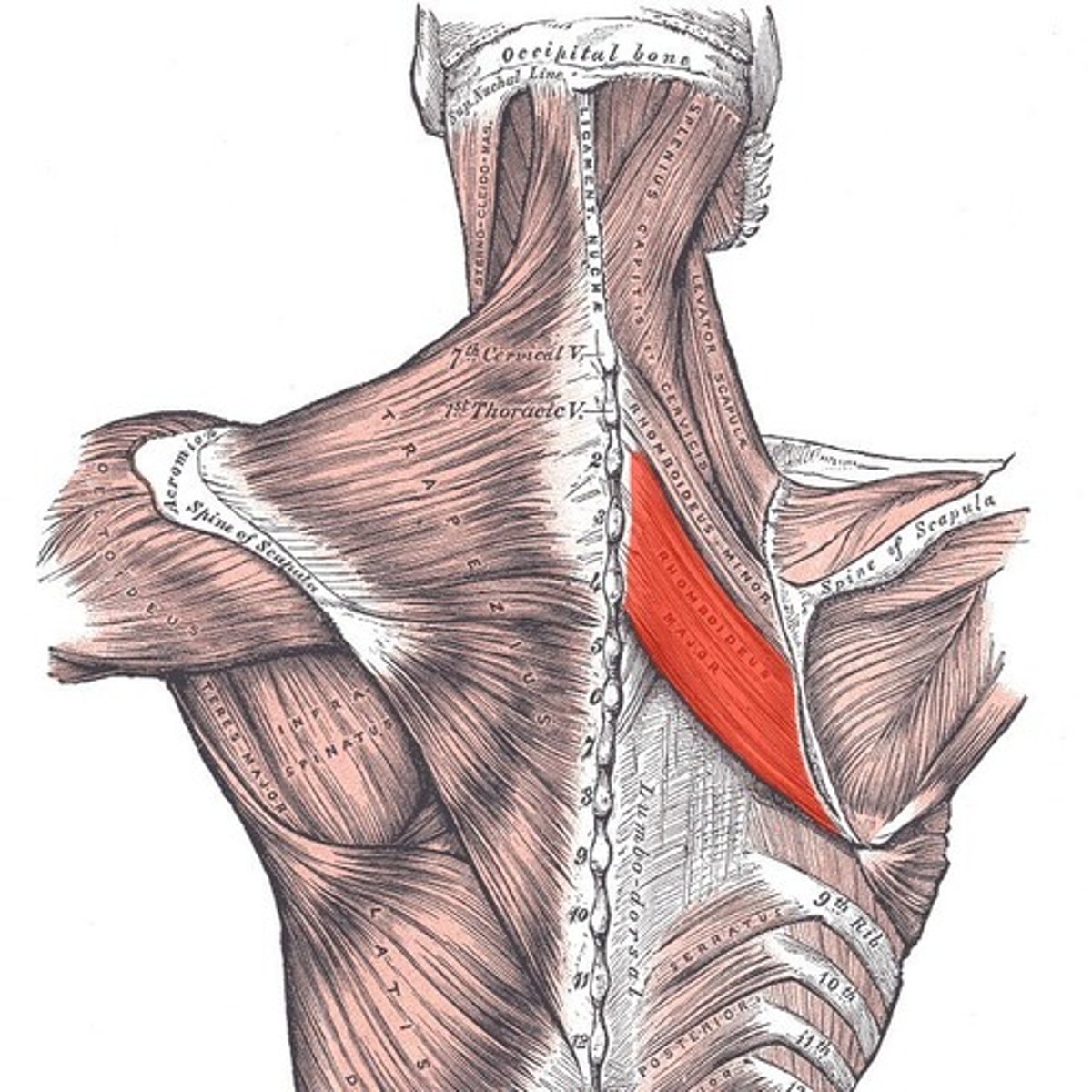 <p>adduct, elevate and downwardly rotation of scapular (s/t joint)</p>
