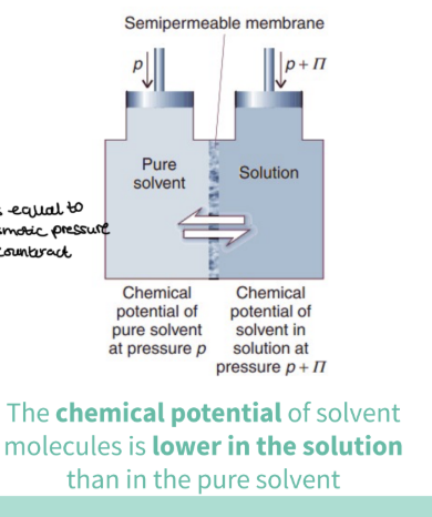 <ul><li><p>we apply extra pressure - which is equal to the osmotic pressure- to counteract  </p></li><li><p>at this point the chemical potential of water in solution ( at p+π)=the pure solvent (p) </p></li><li><p>EQUILIBRIUM IS REACHED </p></li></ul><p></p>