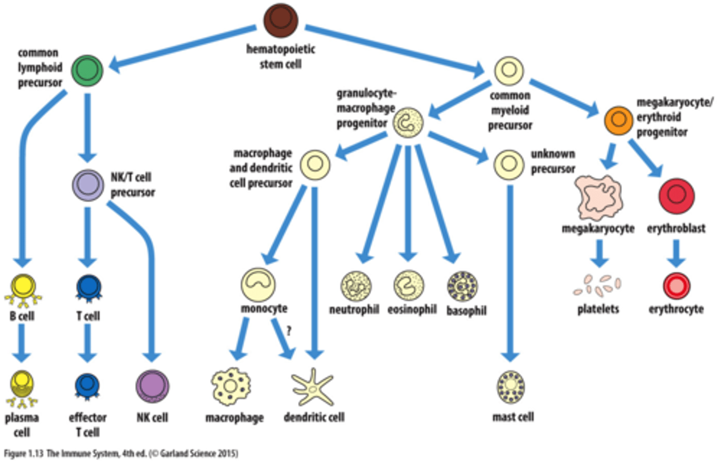 <p>1. Neutrophils</p><p>2. Eosinophils</p><p>3. Basophils</p><p>4. Monocytes → macrophages / dendritic cells</p>