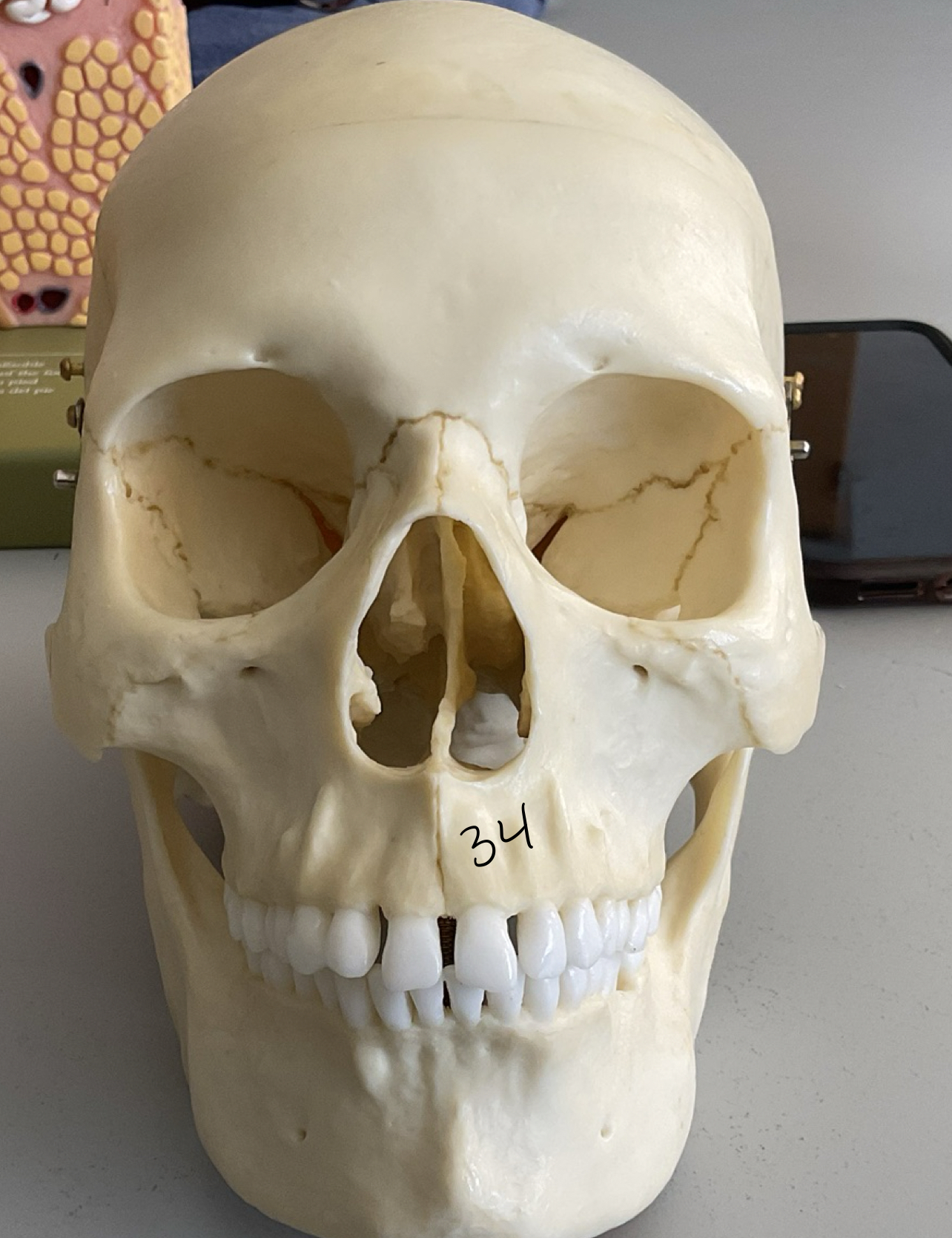 <p>34</p>