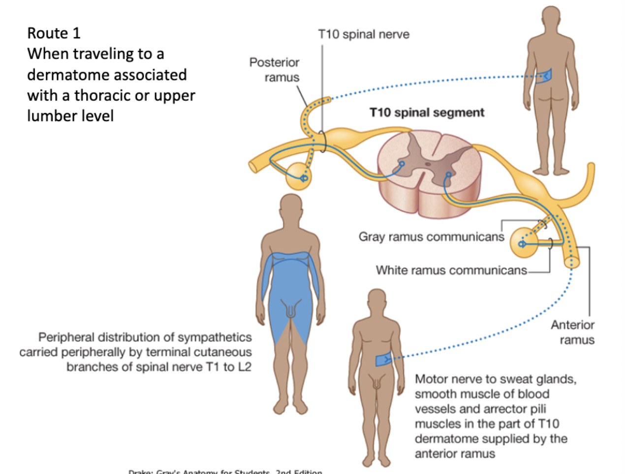 <p>Preganglionic cell originates in lateral horn </p><p class="p2">↓</p><p class="p1">Leaves via ventral root of spinal cord</p><p class="p1">↓</p><p class="p1">Enters white ramus communicans </p><p class="p1">↓</p><p class="p1">Enters the sympathetic chain ganglia</p><p class="p2">↓</p><p class="p1">Synapses in the post ganglionic cell body</p><p class="p2">↓</p><p class="p1">Leaves by gray ramus </p><p class="p1">↓</p><p class="p1">To spinal nerve </p><p class="p1">↓</p><p class="p1">Travels to effector</p>