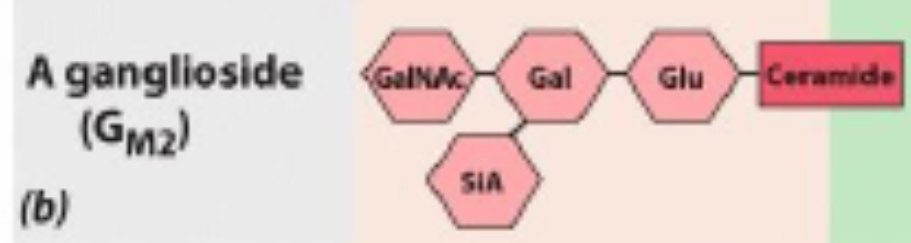 <p>Ganglioside</p>