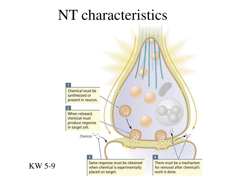 <p>neurons are either excited or inhibited (all or nothing)</p>