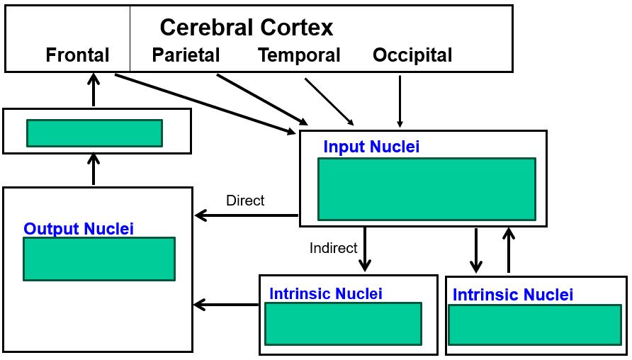 <p>the basal ganglia contain multisynaptic pathways that proceed from cortex to the <span style="color: red;"><strong>thalamus</strong></span></p>