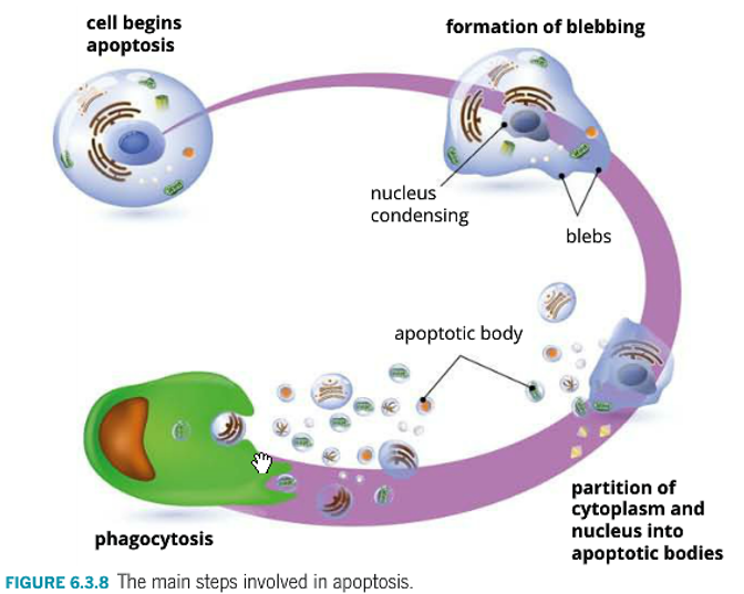 <ol><li><p>Activation of caspases and begin breakdown of cell contents.</p></li><li><p>Cell shrinks and blebs begin to form.</p></li><li><p>Cells continue to shrink and package themselves into apoptotic bodies.</p></li><li><p>Phagocytosis.</p></li></ol>