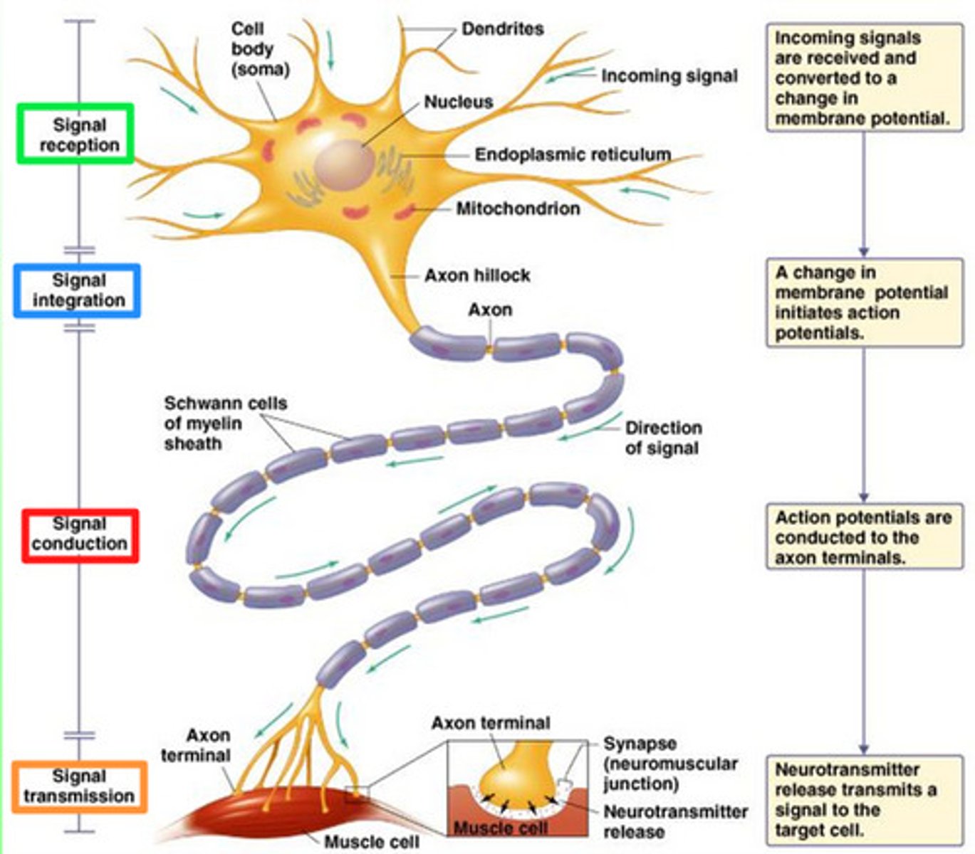 <p>(A) III &gt; II &gt; I &gt; IV</p><p>The order is as follows: Soma receives excitatory/inhibitory information via dendrites &gt; Membrane potential at trigger zone crosses threshold potential &gt; Information fired down an axon &gt; Release of molecules via neurotransmitters</p>