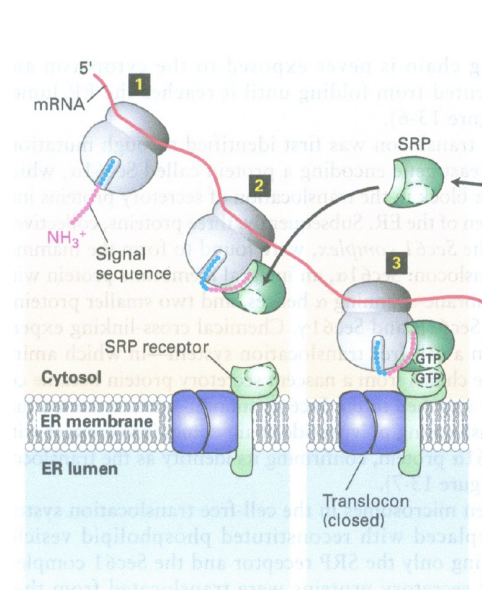 <p><span><span>it directs that ribosome to the endoplasmic reticulum </span></span></p>
