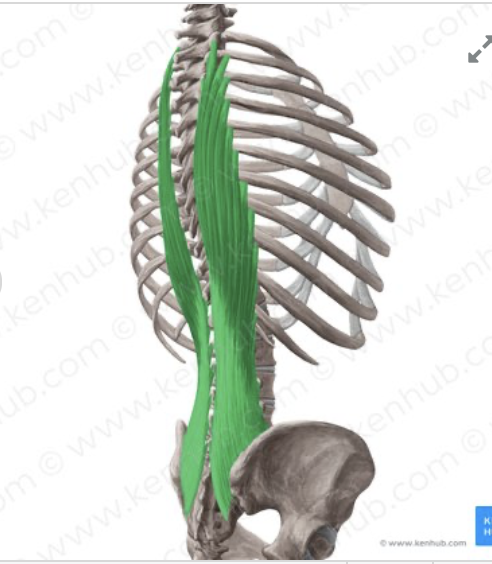 <p><em>table 3, white color, intermediate erector spinae</em></p>