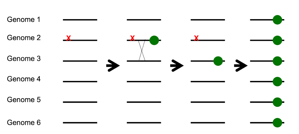<p>Can <strong><em>separate </em></strong>good (advantageous) mutations from bad (deleterious) mutations </p>