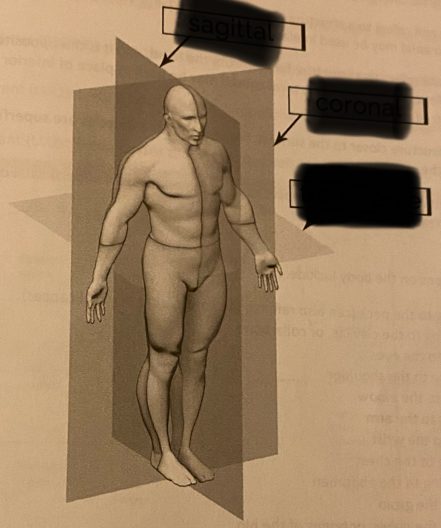<p>Which plane is the frontal(aka coronal) plane?</p>