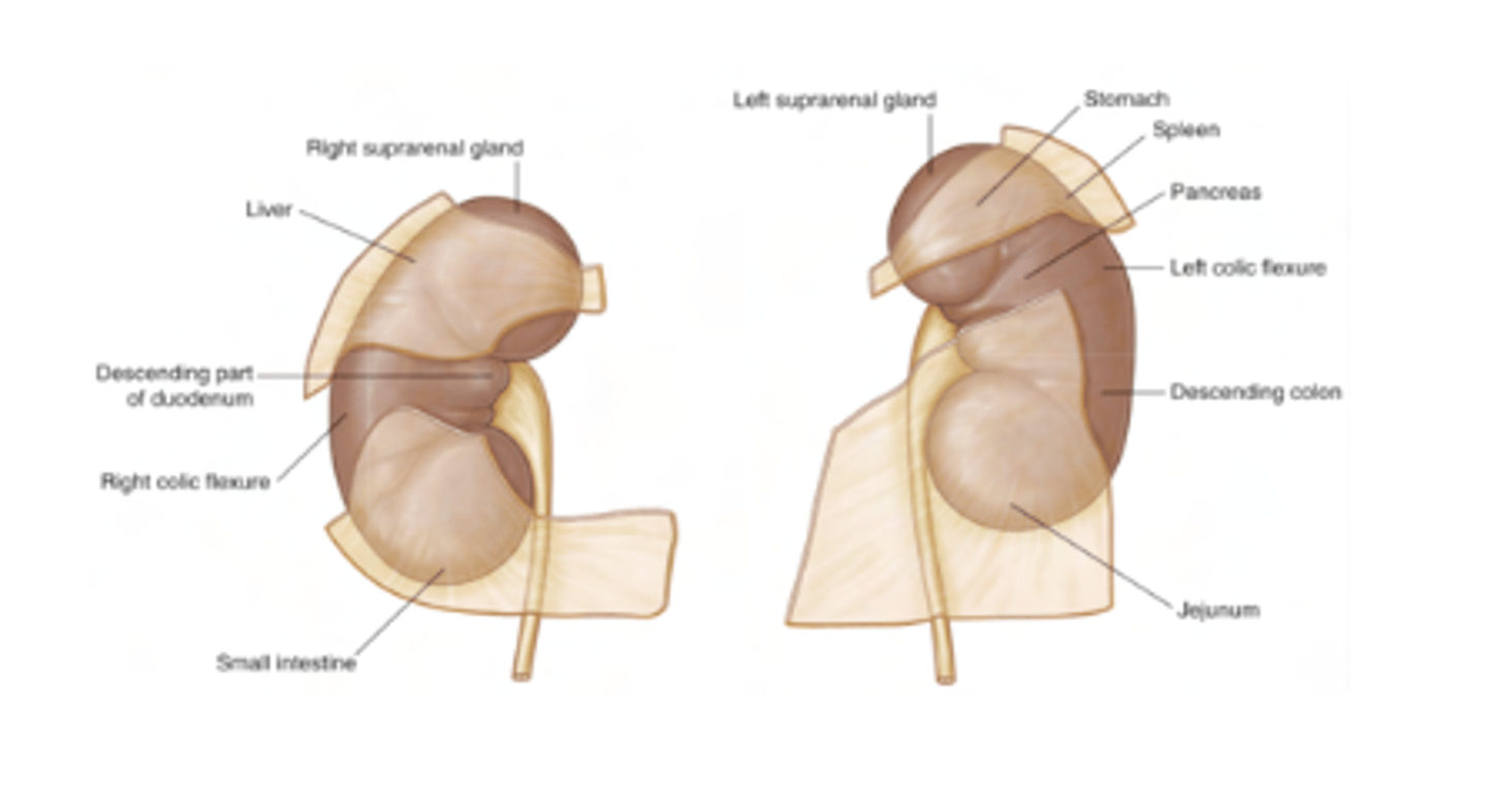<p>Diseases or conditions (e.g., tumors, infections, or hemorrhages) in the retroperitoneal space can be harder to detect because these structures are not directly visible during abdominal surgeries.</p><p>Retroperitoneal infections or abscesses can spread along the space and affect multiple organs.</p>