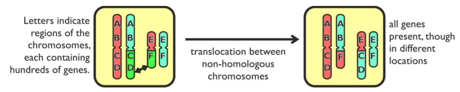 <ul><li><p>One part of a chromosome is swapped with a part of a different chromosome</p></li><li><p>Swapped parts can be unequal in size &amp; between non-homologous chromosomes</p></li></ul><p></p>