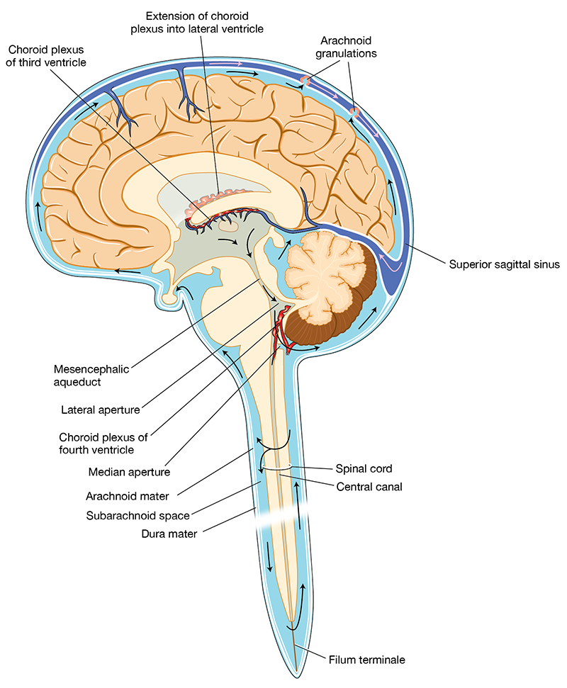 <ol type="1"><li><p><span><span>Lateral ventricles →</span></span></p></li></ol><ol type="1"><li><p><span><strong><span>Interventricular foramina (of Monro) →</span></strong></span></p></li><li><p><span><strong><span>Third ventricle →</span></strong></span></p></li><li><p><span><strong><span>Cerebral aqueduct (of Sylvius) →</span></strong></span></p></li><li><p><span><strong><span>Fourth ventricle →</span></strong></span></p></li><li><p><span><strong><span>Median aperture (foramen of Magendie) + 2 lateral apertures (foramina of Luschka) →</span></strong></span></p></li><li><p><span><strong><span>Subarachnoid space →</span></strong></span></p></li></ol><ol type="1"><li><p><span><span>Reabsorbed into </span><strong><span>venous blood</span></strong><span> via </span><strong><span>arachnoid villi</span></strong><span> in the </span><strong><span>superior sagittal sinus</span></strong><span>.</span></span></p></li></ol><p><span><strong><span>[Insert Diagram: CSF circulation and absorption through arachnoid villi]</span></strong></span></p>