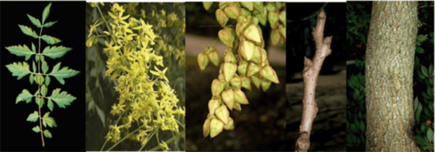 <p>Leaves: Alternate, feather-like arrangement, sometimes split again, 6 to 15 inches long; 7 to 15 leaflets, broadest near the base; margin coarsely toothed, sometimes lobed, tip pointed; upper surface emerging bronzed, maturing to dark green, smooth; lower surface paler, smooth; leaves turn greenish-yellow, yellow, or golden yellow in autumn </p><p>Twigs: somewhat zigzag, olive to light brown, smooth </p><p>Trunk: Bark light gray-brown, thin older branches and trunk with significant ridges and grooves; trunk short, branching early, quickly losing its central leader </p><p>Flowers: June-July, complete, with both male and female parts, flowers yellow with red center, showy </p><p>Fruit: September-October in clusters of brown, 3-sided bladder-like, papery capsules, 1 to 2 inches long; seeds black, capsules or pods appear as Chinese lanterns and persist into winter </p><p>Form/Silvics: Small to medium-sized tree, up to 40 feet tall, with an equal spreading crown, in a broad, somewhat irregular globe-shape. Some branches appear twisty.</p>