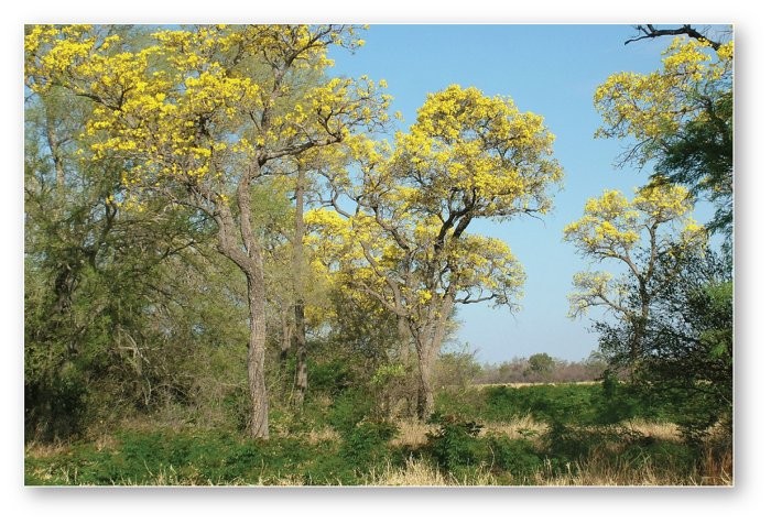 <p><span>Trumpet trees (</span><em>Tabebuia caraiba</em><span>), a dry-season deciduous tree, would likely be found in which of the following biomes?</span></p>