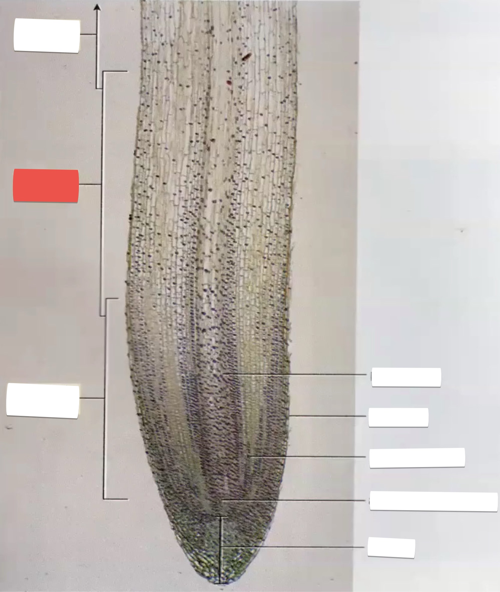 <p>identify the part in red</p>