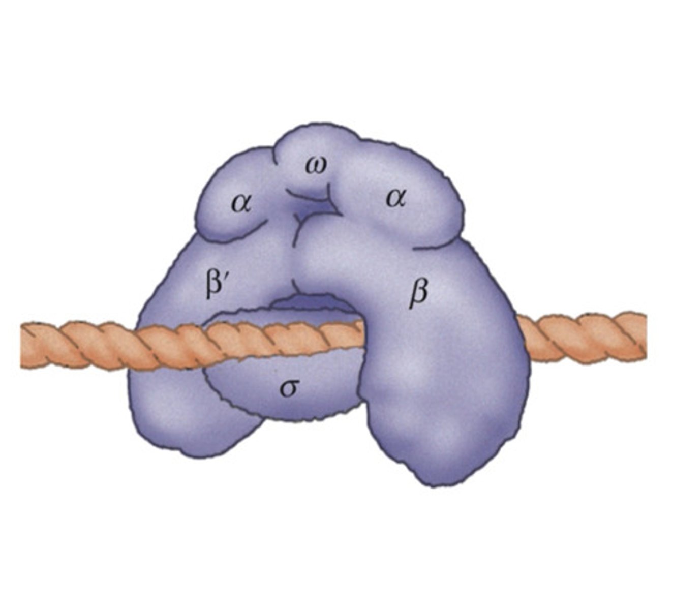 <p>DNA repair</p>