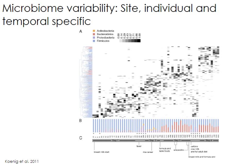 <p>So this data was created to observe an infant and how much its microbiome is develop and completed at a certain age. At 2.5 - 3 years old, its microbiome is solidified at these age, So in conclusion is that microbes are highly plastid ( if wrong wording then changing and increasing until 2-3 years old.)</p><p>-The normal community of mutualistic and commensal microbes is not static. It begins developing at birth and changes as we age. Infancy appears to be a &quot;window of opportunity&quot; for the development of the kinds of microbes that will be most beneficial for the maturation of our immune systems. By the time we are 3 years old, an adultlike community of microbes is established(figure 24.1). As we further explore, it is important to develop a microbiome rich in diversity.</p><p>-Newborns are initially colonized by microorganisms from the immediate environment. For example, babies born vaginally acquire most of their microorganisms from their mother&apos;s birth canal, whereas babies born by cesarean delivery acquire microorganisms from the skin of their initial caretakers. The importance of newborn colonization is so critical that some health-care providers swab the mouths of newborns with maternal vaginal secretions after cesarean delivery. The early colonization of the infant intestinal tract by Escherichia coli and streptococci appears to establish a reducing environment for the growth of anaerobes such as bifidobacteria and bacteroidetes. In addition, human milk acts as a selective medium for nonpathogenic bacteria, as bottle-fed babies have a much smaller proportion of intestina bifidobacteria. Bifidobacteria transport some of the polymeric sugars found in human breast milk directly across their plasma membranes-a remarkable feat for a bacterium. This helps explain its dominance in a breastfed infant&apos;s gut. The fermentation of these sugars produces acetate and lactate, which provide calories for the growing baby, and lowers the gut pH, helping to limit the growth of pathogens. An interesting discovery is that a robust immune response to vaccination is linked to the presence of bifidobacteria in an infant&apos;s GI tract. Switching to cow&apos;s milk or solid food (mostly polysaccharide) appears to result in the loss of bifidobacteria predominance; proteobacteria, firmicutes, and bacteroidetes-specifically enterobacteria, enterococci, lactobacilli, clostridia, and Bacteroides spp.-increase and outcompete bifidobacteria.</p>