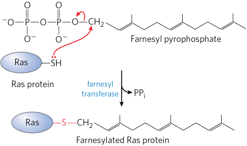 <p>Addition of a prenyl group to Cys. Targets protein to membranes. Catalyzed by<strong> farnesyl transferase </strong>or <strong>geranylgeranyl transferase</strong></p>