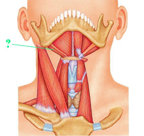 <p><span>Identify the indicated muscle.</span></p>