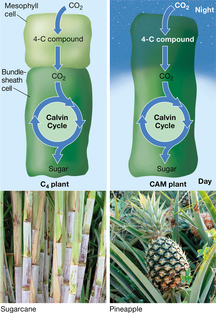 <ul><li><p>Plant that uses a photosynthetic adaptation in arid conditions</p></li><li><p>CO2 enters open stomata in the night, converting it into oxaloacetate</p></li><li><p>Releases CO2 for the Calvin Cycle during the day, where the stomata are closed</p></li></ul>