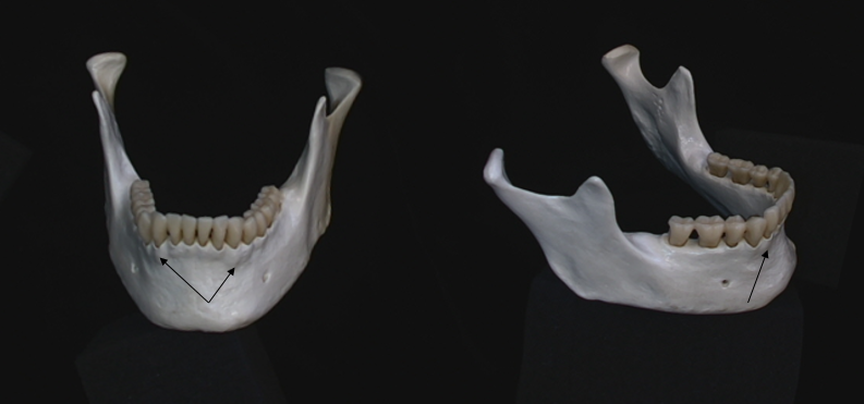 alveolar processes 