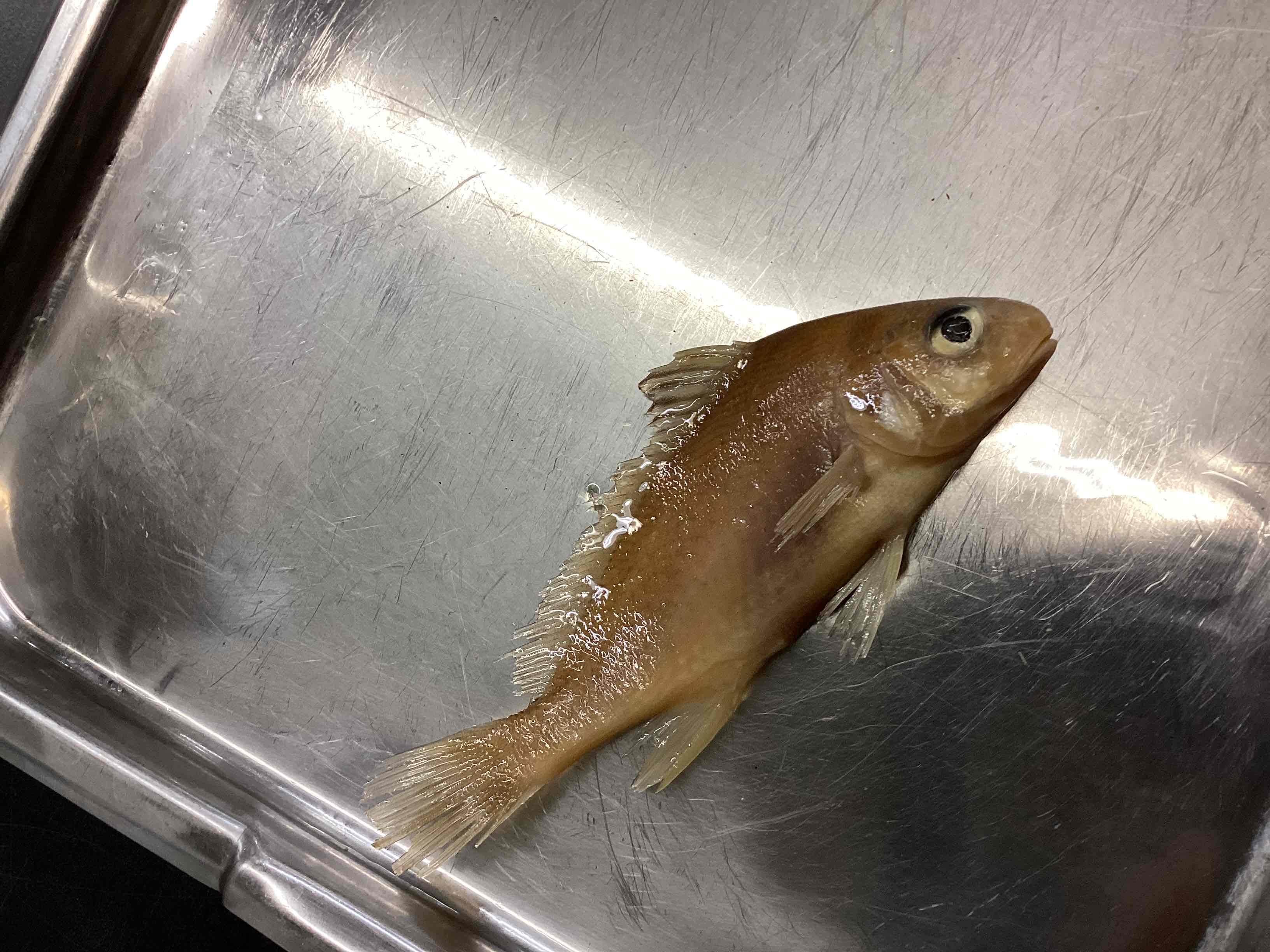 <p>Freshwater drum</p>