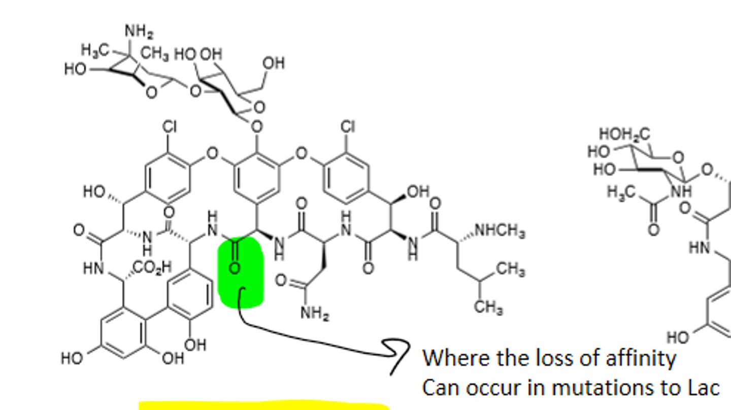 <p>Glycopeptide, gram (+), binds to peptidyl side chain D-Ala-D-Ala terminus (Before cross-linking), also inhibits transglycosylation step, red skin rash occurs with high concentrations of drug, nephrotoxic, parenteral administration only</p>