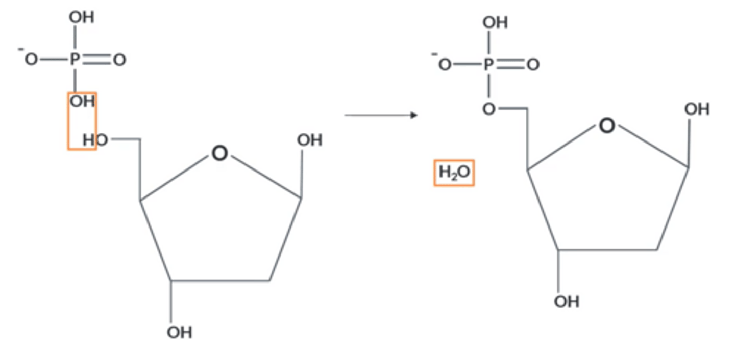 <p>OH on phosphate group and OH on Carbon 3 of 2-deoxyribose react to eliminate a molecule of H₂O, forming a larger molecule</p>