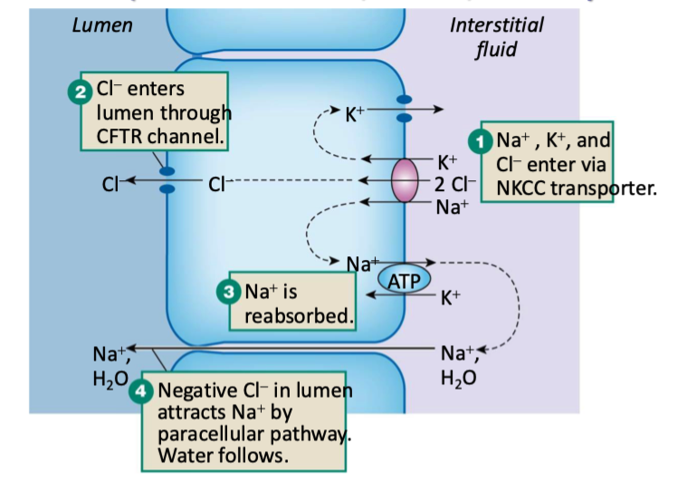 <p>Via <strong>Crypt Cells</strong></p><p>Na, K, and Cl enter the epithelial cells via NKCC transporters</p><ul><li><p>Cl- enters lumen through <strong>CFTR channel </strong></p><ul><li><p>this is the driving force</p></li></ul></li><li><p>Na and K go back into interstitial fluid</p><ul><li><p>Na+ is reabsorbed (pumped back into interstitial fluid)</p></li><li><p>K+ diffuses through ion channel back into interstitial fluid</p></li></ul></li><li><p>Negative Cl- in lumen attracts Na+ by paracellular pathway</p><ul><li><p>Na+ goes through paracellular pathway and water gets dragged along with it</p></li></ul></li><li><p>Na, Cl, (making NaCl) and water are now in the intestinal lumen </p></li></ul><p></p><p>Creates <strong>intestinal saline </strong>that mixes w mucus </p>