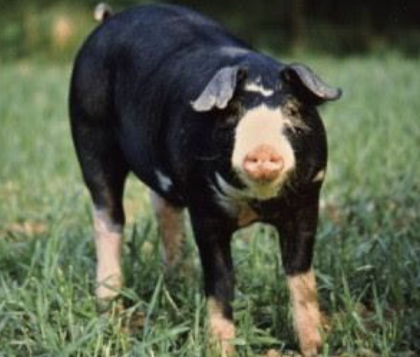 <p>Type and Breed </p>