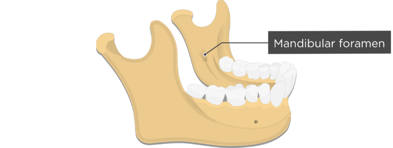 of the mandible 