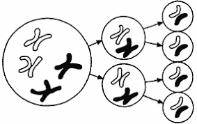 <p>The distribution of chromosomes in one type of cell division is shown in the diagram to the right. Which process is being represented in the diagram?</p>