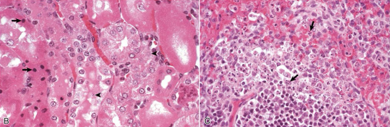 <p>What is this an image of?</p>