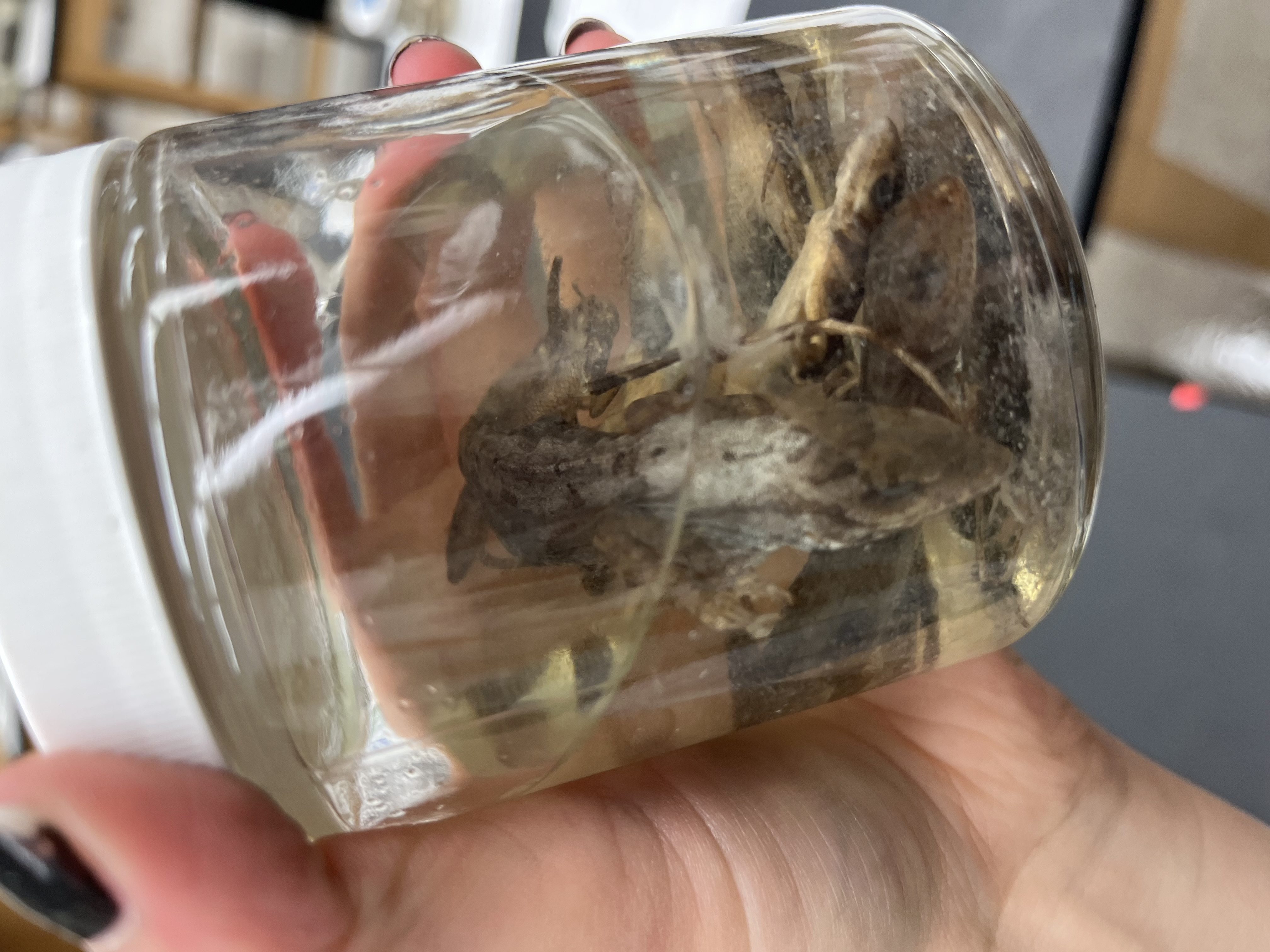 <ul><li><p>bark patterning</p></li><li><p>rounded head</p></li><li><p>chunkier</p></li><li><p>large tail</p></li></ul><p></p>