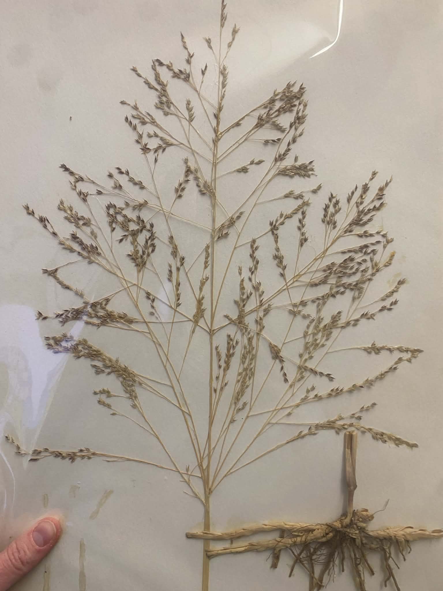 <p>Paniceae, P, N, Panicum virgatum, switchgrass</p>