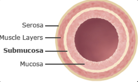 <p>Submucosa → thickest layer with the most collagen </p>