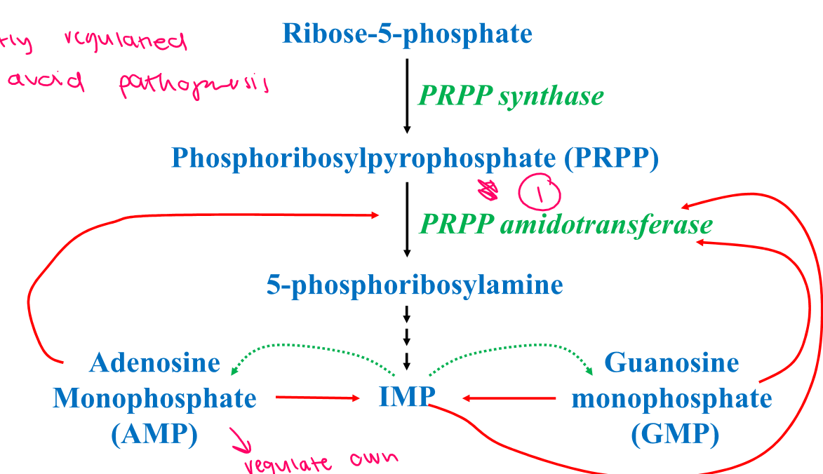 
1. AMP and GMP regulate/inhibit their own synthesis from IMP 
2. ADP and GDP inhibit PRPP synthase

   
   1. AMP, GMP and IMP inhibit PRPP aminotransferase
