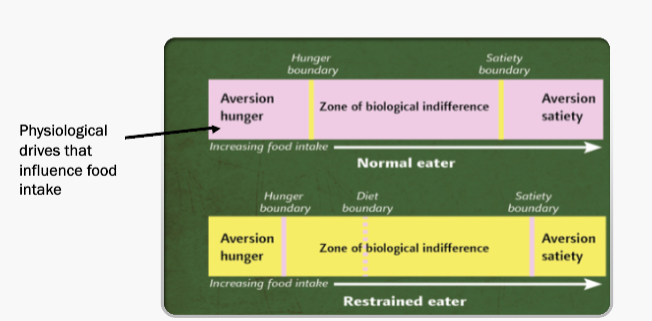 <p>Herman and Polivy (1984)</p><ul><li><p>explained how restrained eating can lead to unsuccessful dieting and potentially obesity</p></li></ul><p></p>
