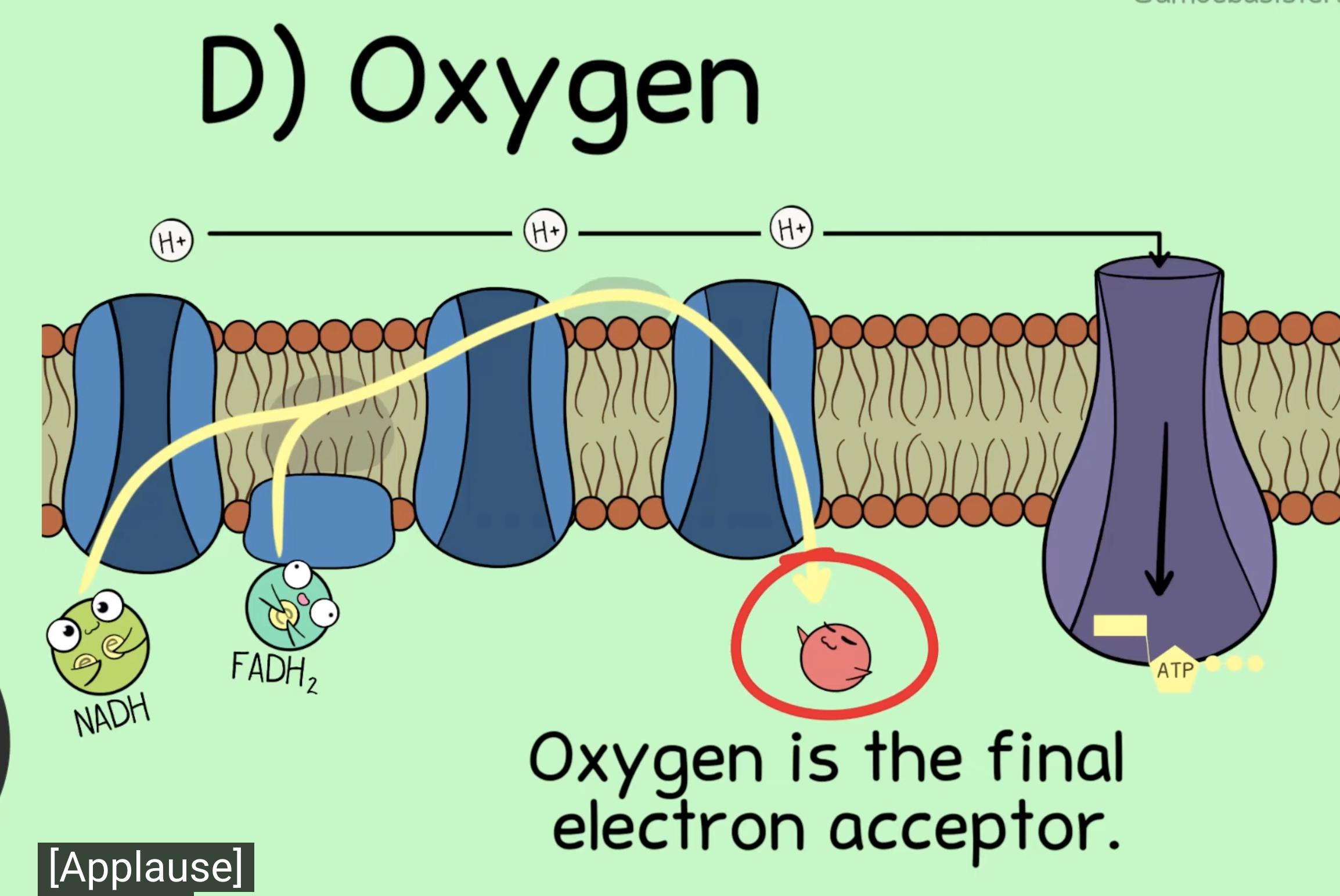 <p>oxygen</p>