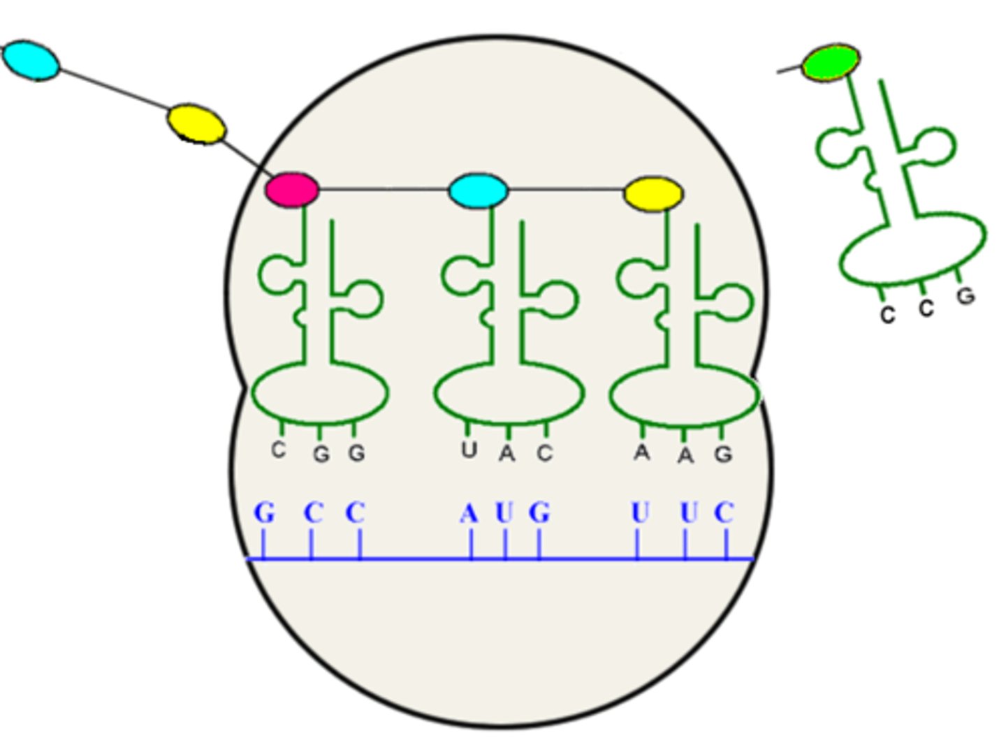 <p>group of three bases on a tRNA molecule that are complementary to an mRNA codon</p>