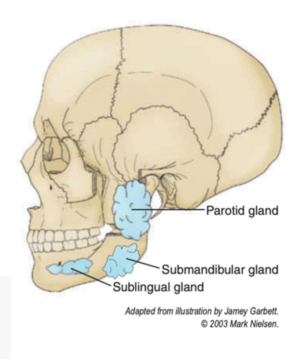 <p>just below the ear; drained by the parotid DUCT</p>