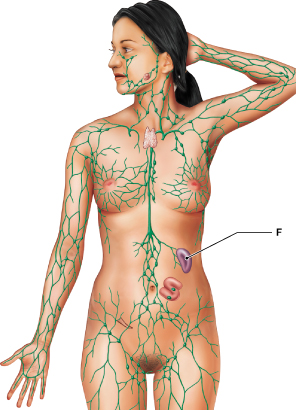 <p>Identify the lymphoid organ identified as "F." </p>