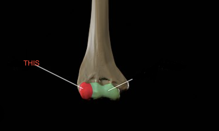 <p>Humerus</p>