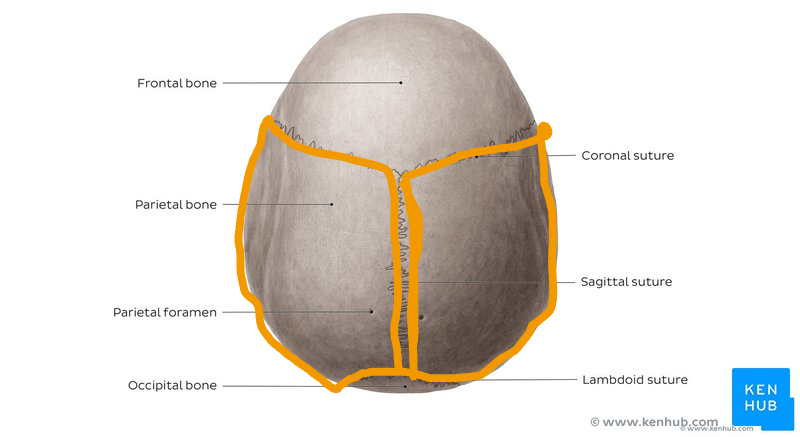 <p>Top View of Human Skull</p>