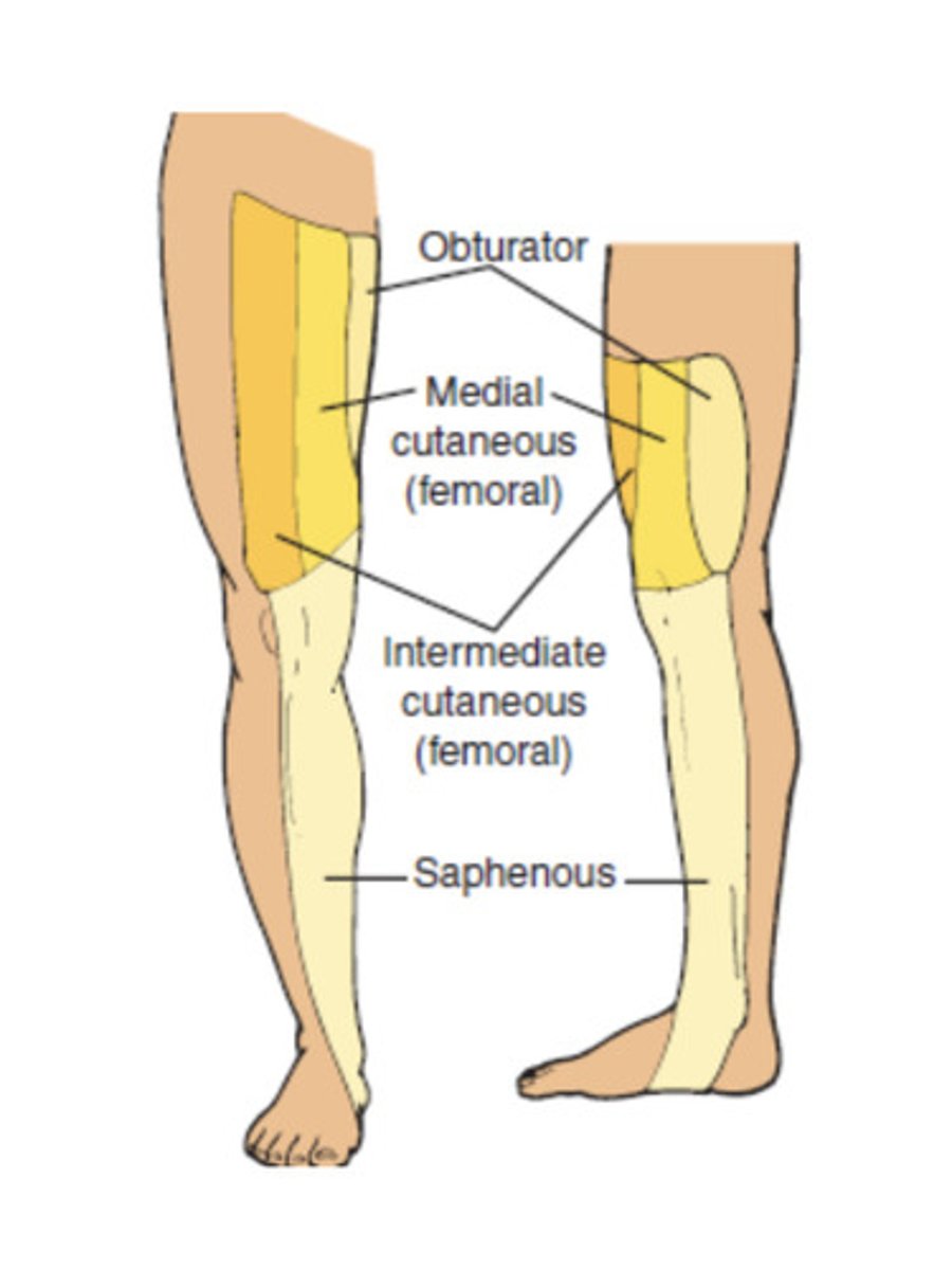 <p>Lower and med. thigh via med and lat ant cutaneous nerves</p><p>Saphenous</p><p>Articular branches to hip and knee jts</p>